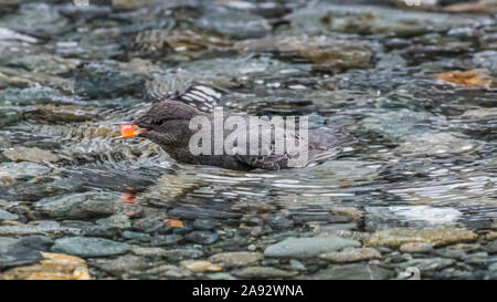 American Dipper (Cinclus mexicanus) wading with Coho Salmon (Oncorhynchus kisutch) egg in bill after scavenging it from the bottom of an Alaskan st... Stock Photo