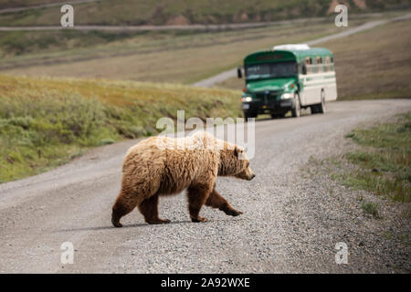 Grizzy bear sow (Ursus arctos hornbills) crosses Park Road as Park tour bus is approaching. Her cubs will soon follow her. Denali National Park and... Stock Photo