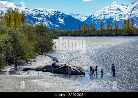 Visitors stop by a beached Gray whale (Eschrichtius robustus) near Portage, Alaska in South-central Alaska. Whale washed out of Turnagain Arm and i... Stock Photo