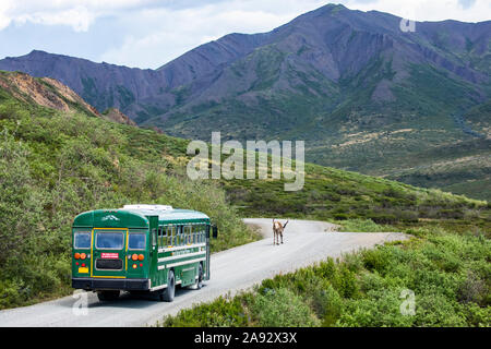 A bull caribou (Rangifer tarandus) stands in the middle of the Park road in Denali National Park and Preserve. Animals are often on the road and ha... Stock Photo