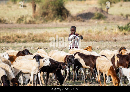 Masai sheep herder; Arusha Region, Tanzania Stock Photo