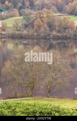 A pair of trees with no foliage on the edge of Grasmere lake in the English Lake District. Autumnal colour is reflected in the water behind. Stock Photo