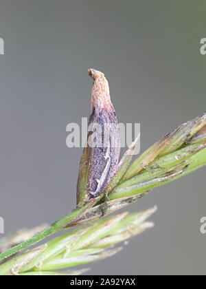 Claviceps purpurea, a poisonous fungal infection in cereals and grasses called the ergot fungus Stock Photo