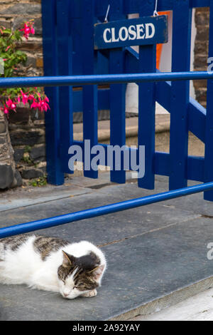 A cat fast asleep in the historic fishing village of Clovelly in North Devon, UK. Stock Photo