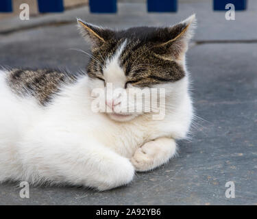One of the beautiful cats that lives in the historic fishing village of Clovelly in North Devon, UK. Stock Photo