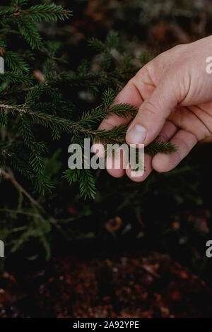 Hand holding pine twig Stock Photo