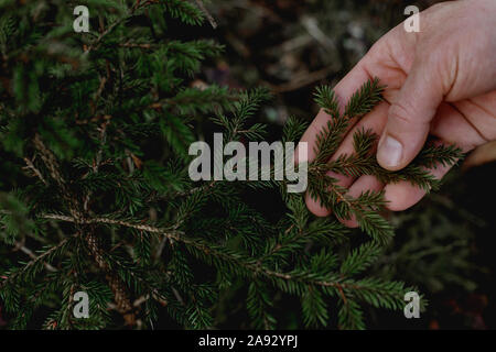 Hand holding pine twig Stock Photo