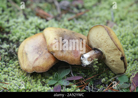 Suillus luteus, known as slippery jack or sticky bun, an edible bolete from Finland Stock Photo