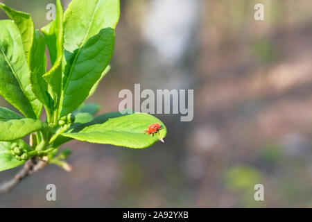 Dangerous parasite and infection carrier mite is sitting on green leaf. Danger of tick bite. Stock Photo