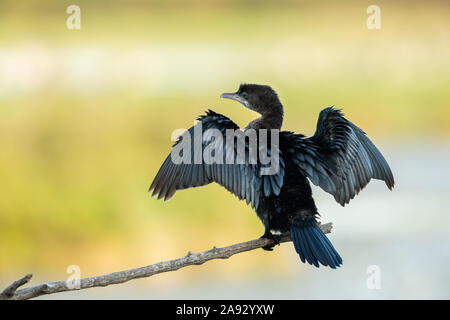 A Pygmy cormorant (Microcarbo pygmaeus) resting on a small branch near the water (Isonzo, Italy) Stock Photo