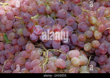 Organic, pink grapes are sold at local fruits farming market. Sale of fruits after harvesting. Grapes in greengrocery. Close up.