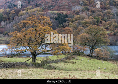 Autumn trees and stone walls on the shores of Rydal Water in the Lake District National Park. Stock Photo