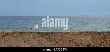 Lonely seagull posing on top of a wall, with the background of the sky and the sea out of focus. Aesthetics that simulates a flag. Sa Rapita, Mallorca Stock Photo