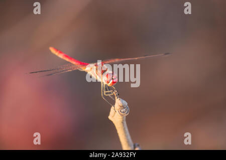 Red dragonfly perched on a leafless stem in late summer with the background blurred in red Stock Photo