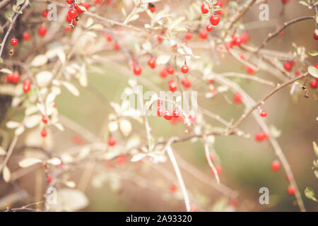 Red goji berries on branch Stock Photo