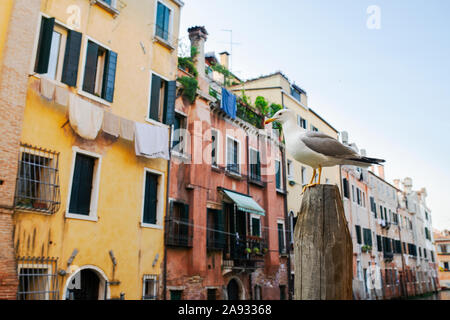 Seagull on wooden pole Stock Photo