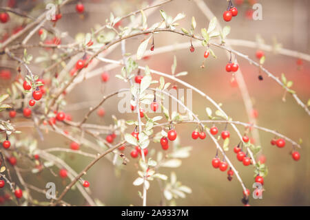 Red goji berries on branch Stock Photo