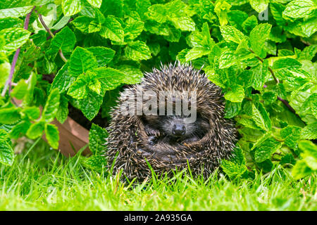 Hedgehog, (Scientific name: Erinaceus Europaeus) wild, native, European juvenile hedgehog curled into a ball beneath green herbs.  Close up.Landscape Stock Photo
