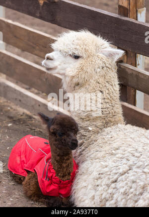 Close up photo of an adorable cute brown curly fluffy baby alpaca in red coat with big black clever eyes and its big white mother. Small calf of alpac