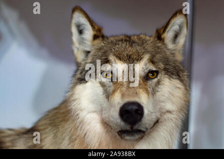 The head of a gray wolf. Taxidermy stuffed. Front view. Stock Photo