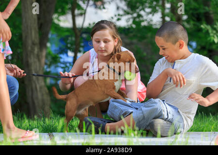 Hispanic boy with Autism playing with his dog and family in park Stock Photo