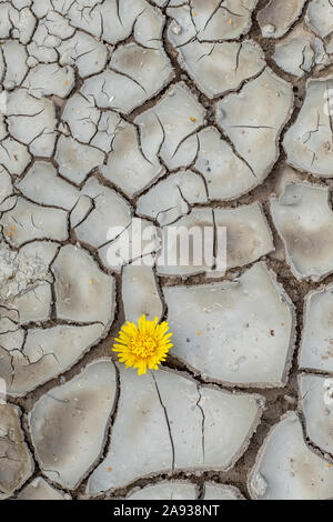 Horse foot in cracked ground Stock Photo