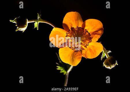 Macro shot of a red geum flower Stock Photo