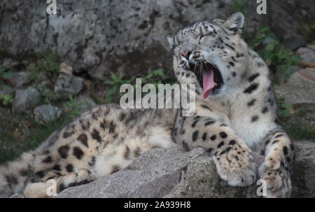 Snow Leopard Stock Photo