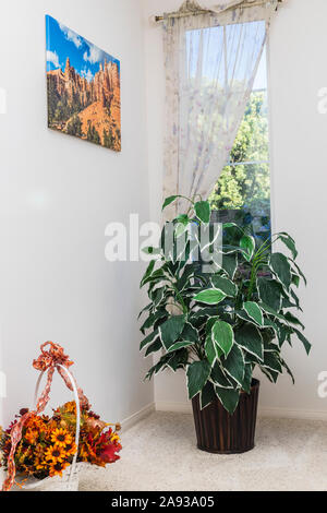 greenery within homes Stock Photo