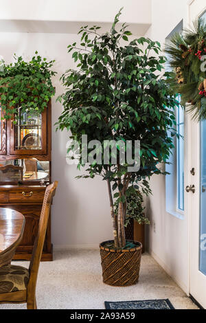 greenery within homes Stock Photo