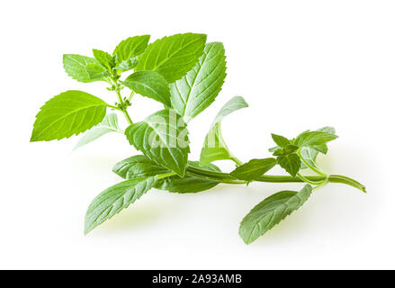 Fresh mint leaves isolated on white background Stock Photo