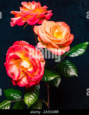 portrait of three pink red roses Stock Photo