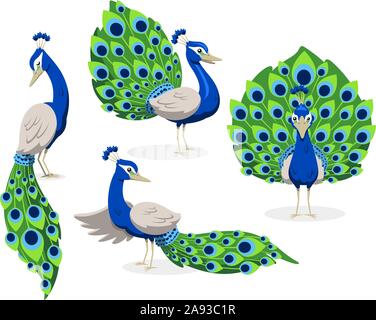Peacock standing peafowl green and blue feathers, vector illustration cartoon. Stock Vector