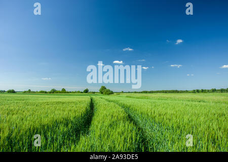 Wheel tracks in green grain, horizon and blue sky. Sajczyce, Poland Stock Photo