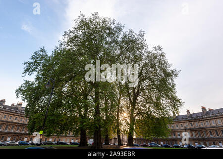 Plane trees, Platanus, in the central area of The Circus is a historic street of large townhouses in Bath, Somerset, England, UK Stock Photo