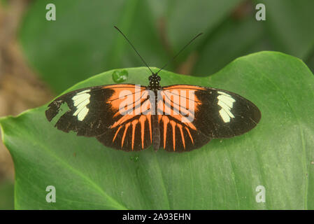 Postman butterfly (Heliconius melpomene), Mindo, Ecuador Stock Photo