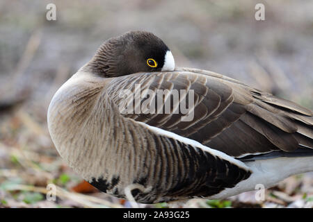 Close up of a lesser white fronted goose (anser erythropus) Stock Photo