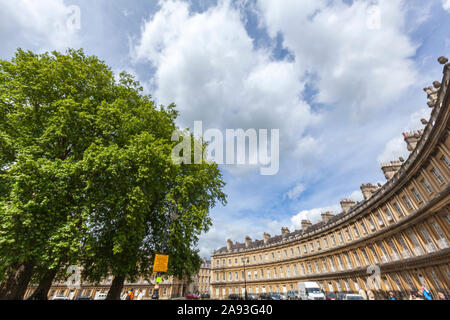 Plane trees, Platanus, in the central area of The Circus is a historic street of large townhouses in Bath, Somerset, England, UK Stock Photo