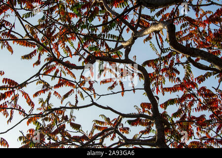 Beautiful tree's branches, autumn change in the nature, outdoors, blue sky as a background, photographed from below Stock Photo