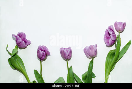 lilac tulips, flowers on a white background, beautiful background, close-up Stock Photo