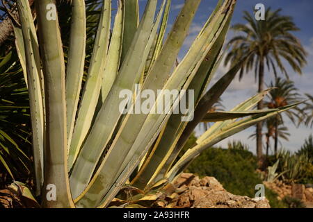 Large Aloe Vera plant growing wild in Spain with Palm trees in the distance Stock Photo