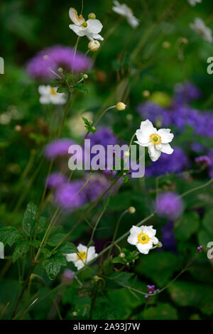 anemone hybrida honorine jobert,white,flower,flowers,bloom,blossom,perennial,late summer,autumn,RM Floral Stock Photo