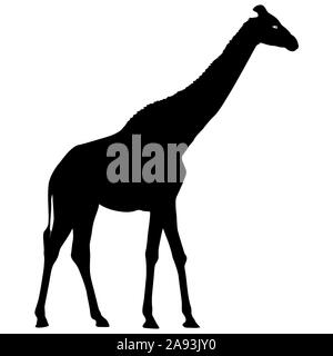Silhouette high African giraffe on a white background. Stock Photo