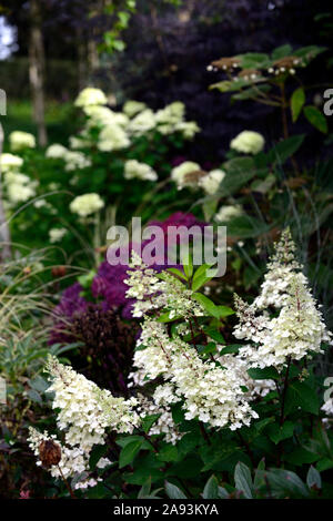 hydrangea paniculata limelight,Hydrangea pinky winky,purple mophead hydranea,panicle,panicles,flowers,flowering,flower,white,shade,shaded,shady,garden Stock Photo