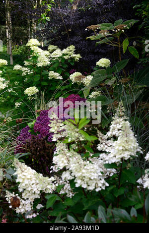 hydrangea paniculata limelight,Hydrangea pinky winky,purple mophead hydranea,panicle,panicles,flowers,flowering,flower,white,shade,shaded,shady,garden Stock Photo