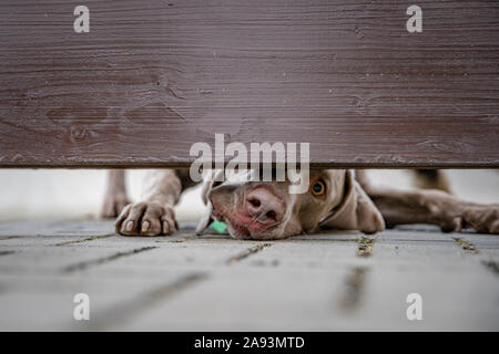 Dog guarding the house looks out into the gap under the wooden fence Stock Photo