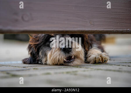 Dog guarding the house looks out into the gap under the wooden fence Stock Photo