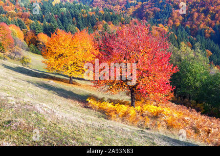 Colourful trees with yellow and orange folliage at autumn forest. Picturesque fall scene in Carpathian mountains, Ukraine. Landscape photography Stock Photo