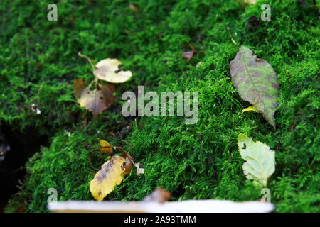 Common Tamarisk Moss found on damp ground, trees and rotting wood. Thuidium tamariscinum. Bryophyte species. Moss. Stock Photo