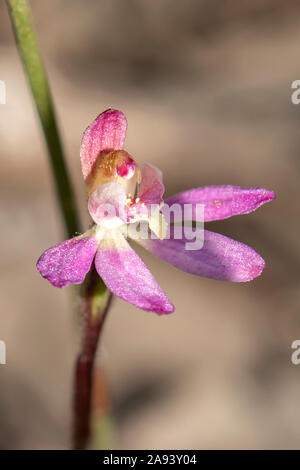 Caladenia carnea, Pink Fingers Stock Photo